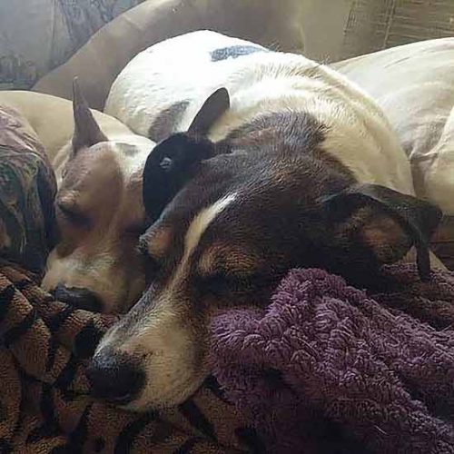 The Dogs of Summer